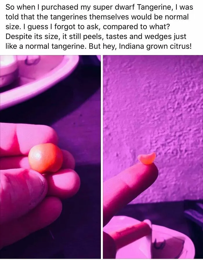 What Is This, A Tangerine For Ants??