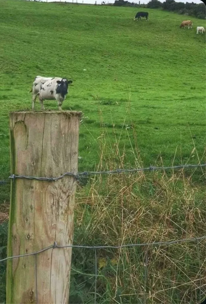 A Cow For Ants?