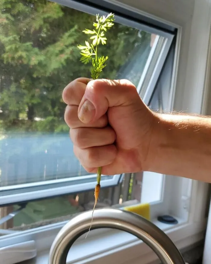 What Is This, A Carrot For Ants!?