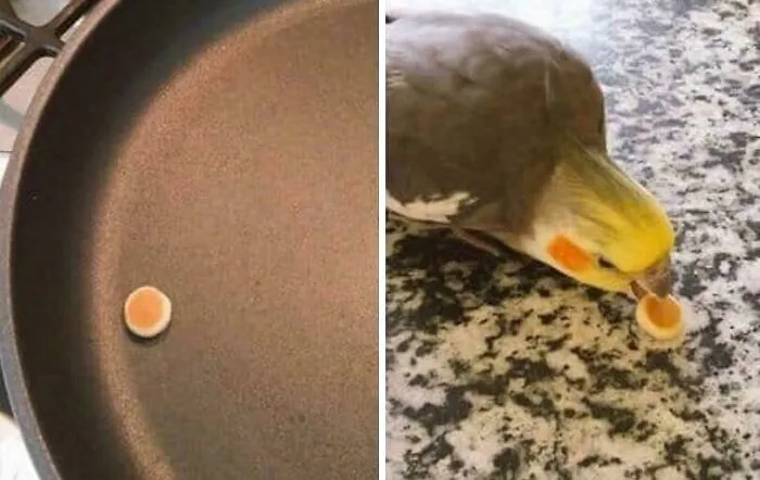 What Is This? A Pancake For Ants?