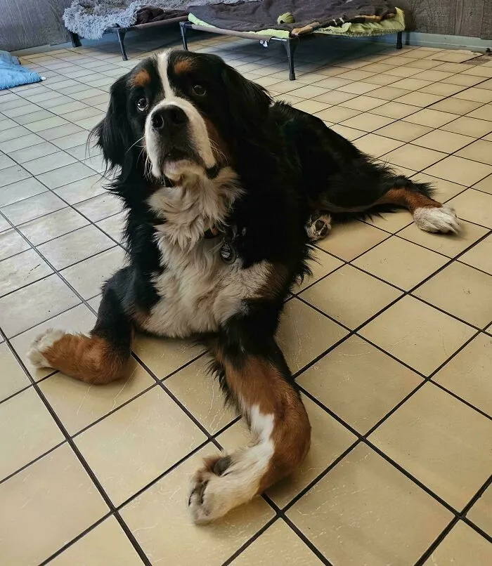 Is It Rude To Tell Someone They Assembled Their Dog Wrong? I'm Just The Pet Sitter And He Came This Way