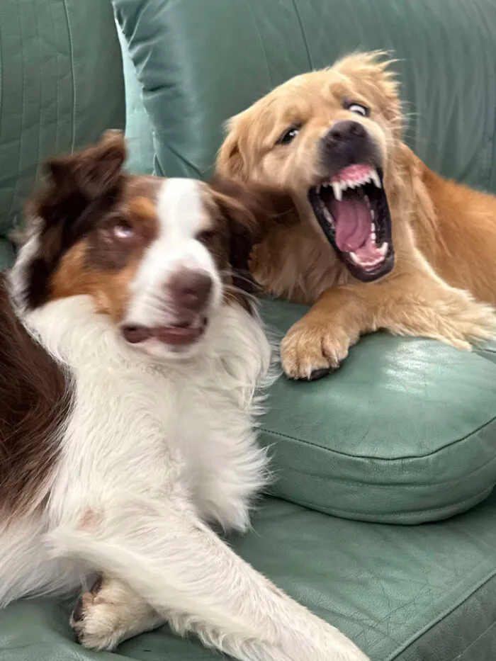 I Promise They're Actually Best Friends