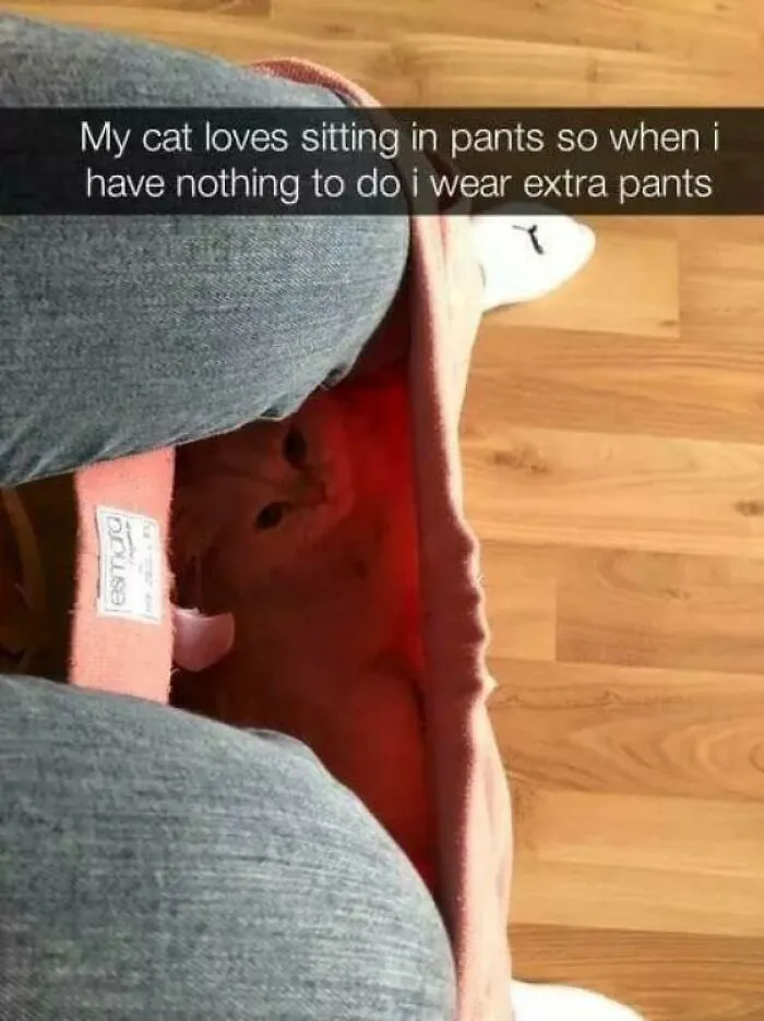 50 Memes That Cat Owners Might Find Relatable