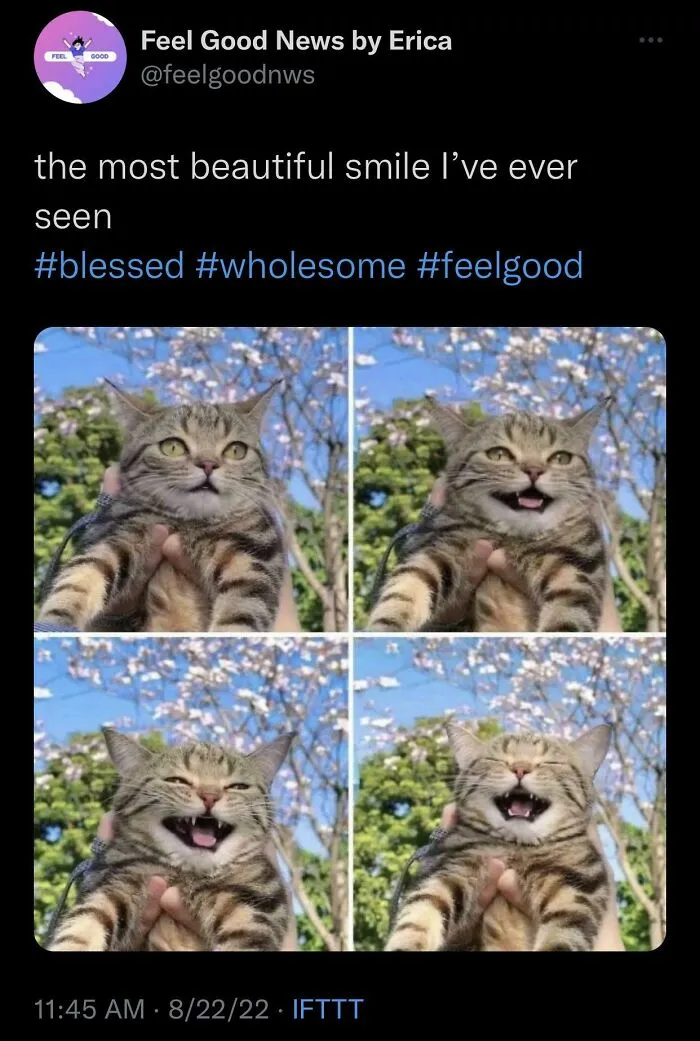 50 Memes That Cat Owners Might Find Relatable