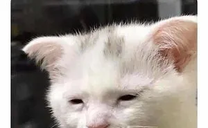 50 Memes That Cat Owners Might Find Relatable