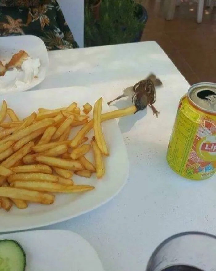 Birds being jerks: A sparrow grabs a fry from a plate on an outdoor table next to a can of Lipton.