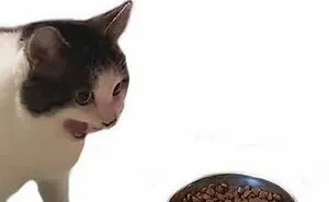 50 Memes That Cat Owners Might Find Relatable