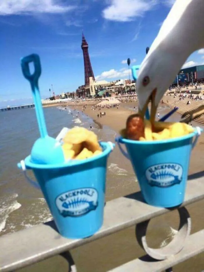 Seagull stealing fries from a blue beach bucket on a seaside pier, showcasing birds being jerks.