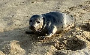 50 Times People Found Quirky Treasures Washed Ashore (New Pics)