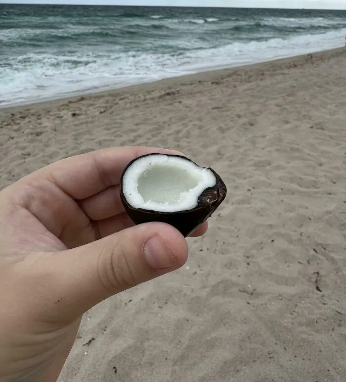 A Really Tiny Coconut I Found On The Beach