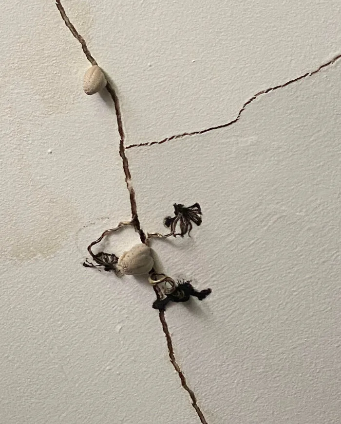 Fontaneros holgazanes que instalaron tuberías con fugas. Ahora tengo hongos creciendo en el techo  