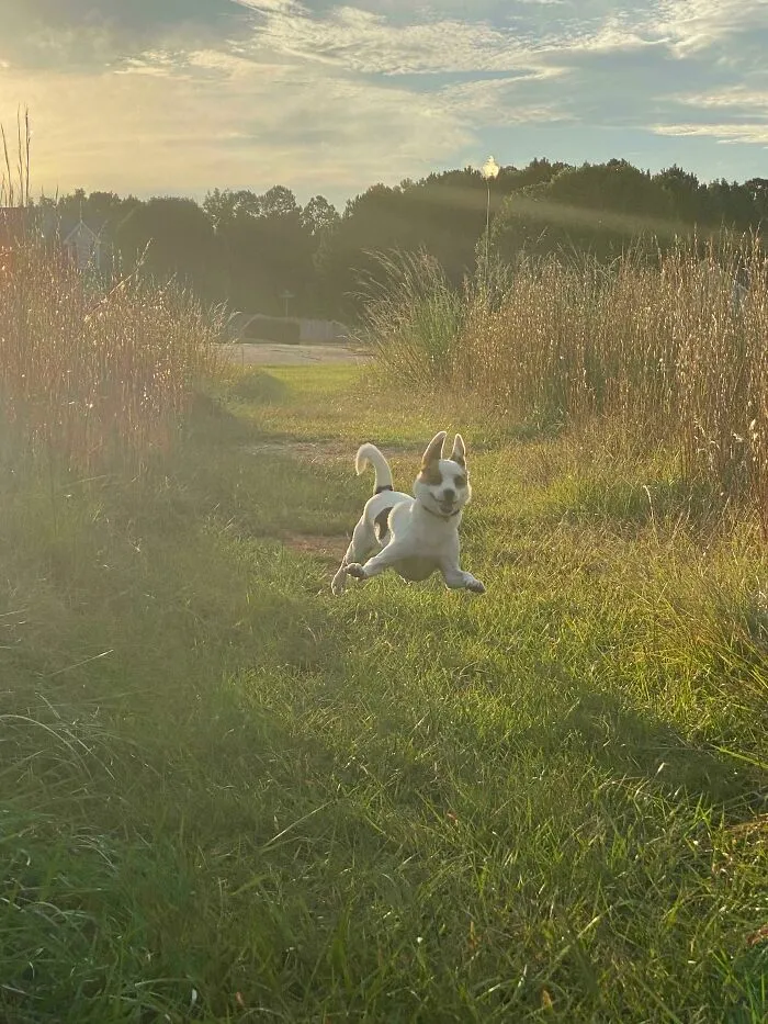 Mi perro