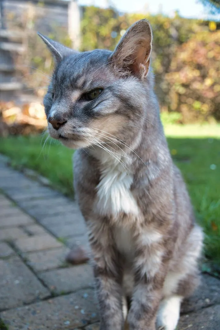 Mi gato tiene 20 años y solo quiere mimos