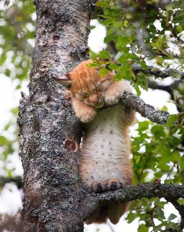 Cría de lince echando la siesta en un árbol