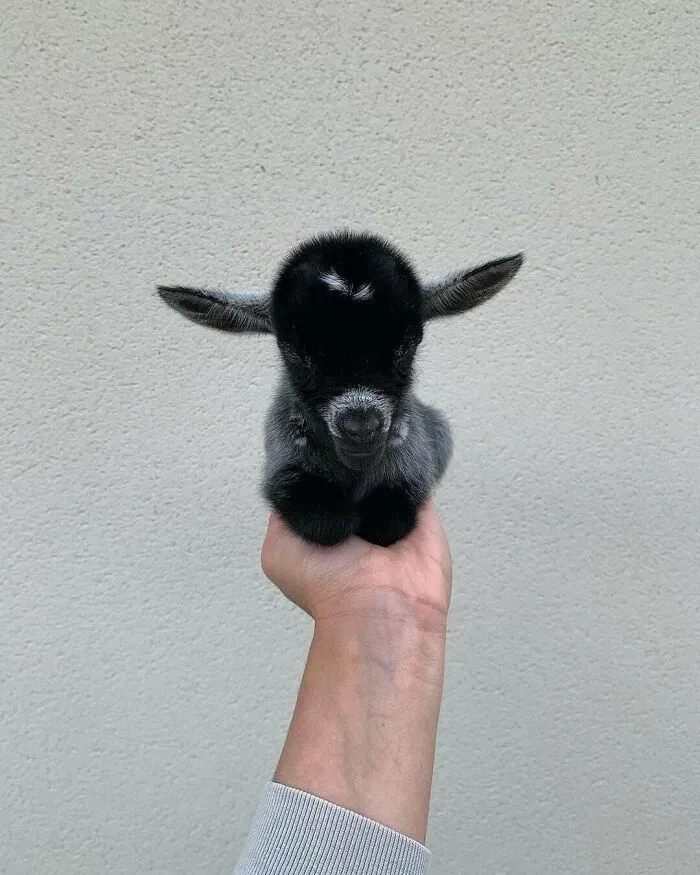 El tamaño de este cabritillo