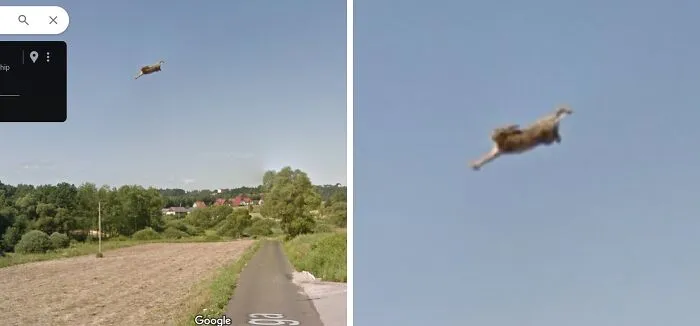 Flying Rabbit