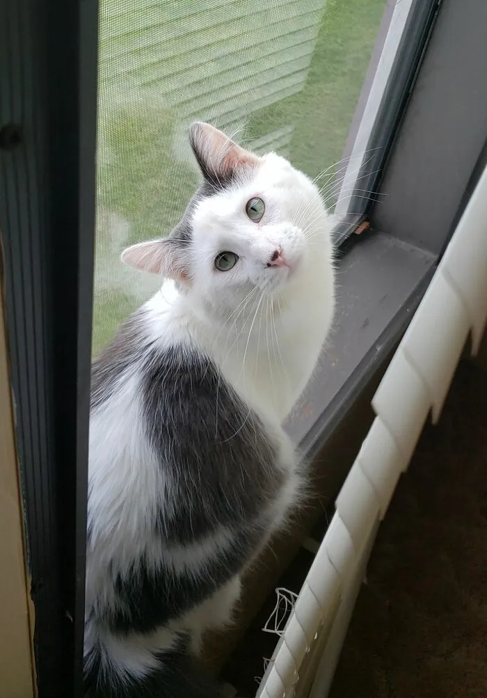 This Is Wilford. I Found Him In The Snow Last Thanksgiving, And Now He's My Best Friend