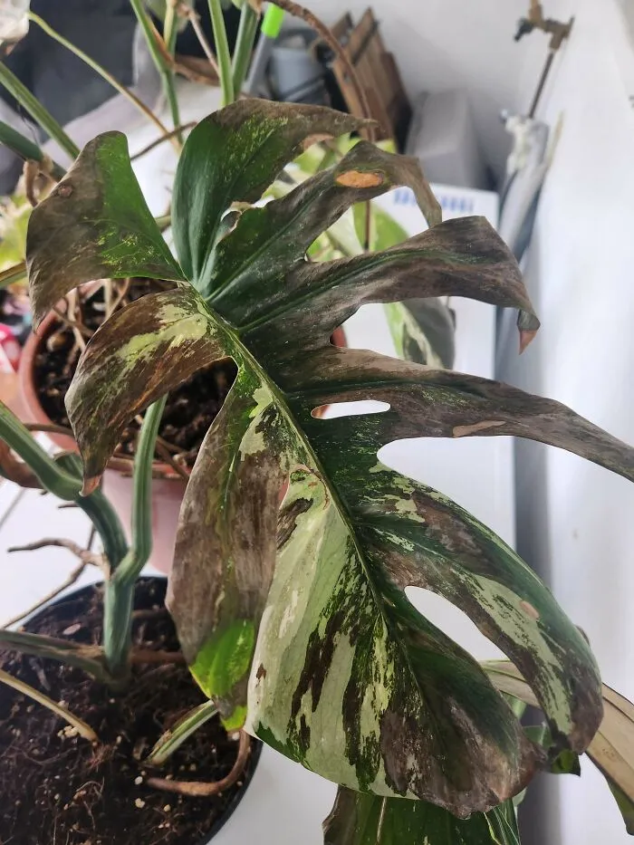 Mi novio 'ayudó' a poner mis costosas plantas de interior fuera para que les diera «aire fresco», y se quemaron irreparablemente con el sol :(