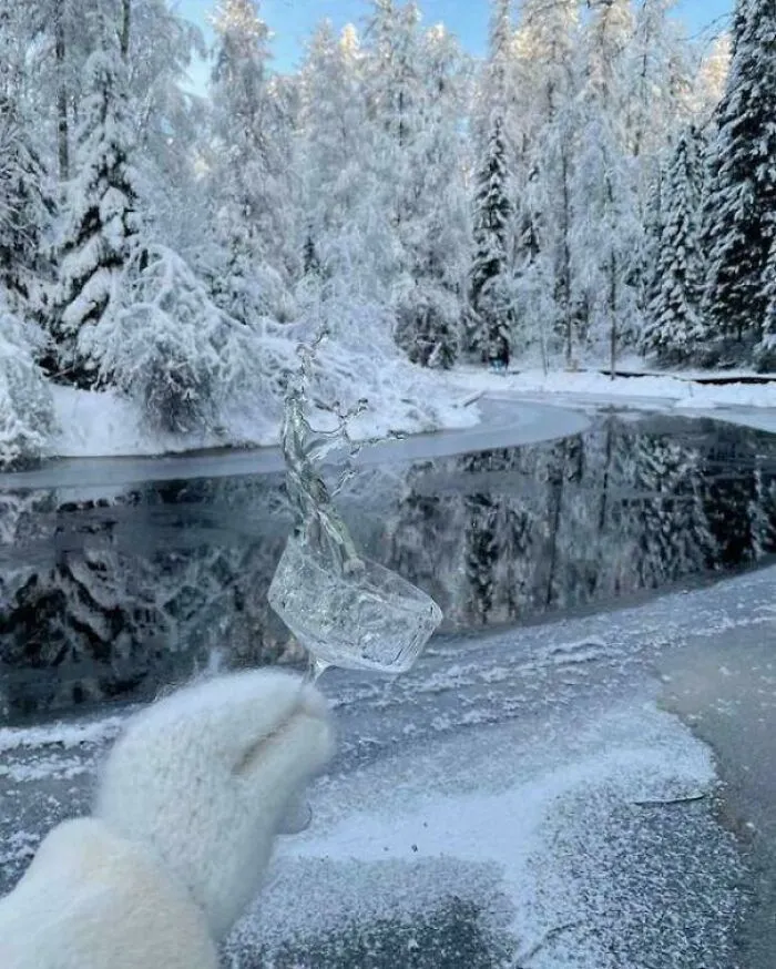 Icy Elegance In The Wild