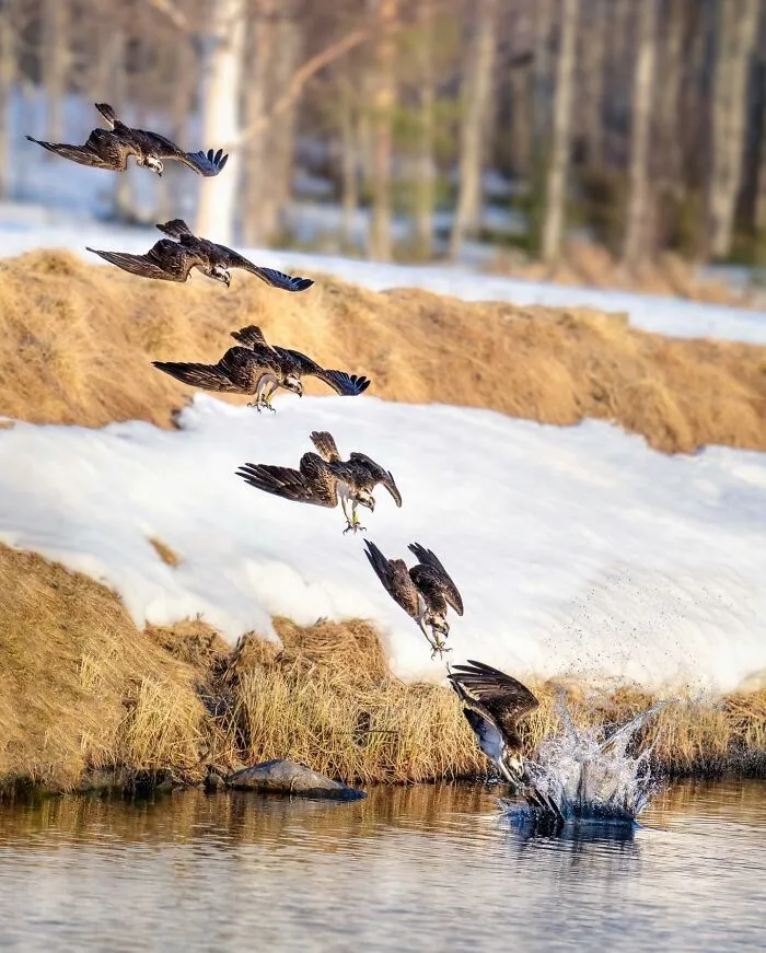 Birds Of Finland: 50 Stunning Images By Photographer Tom Nickels