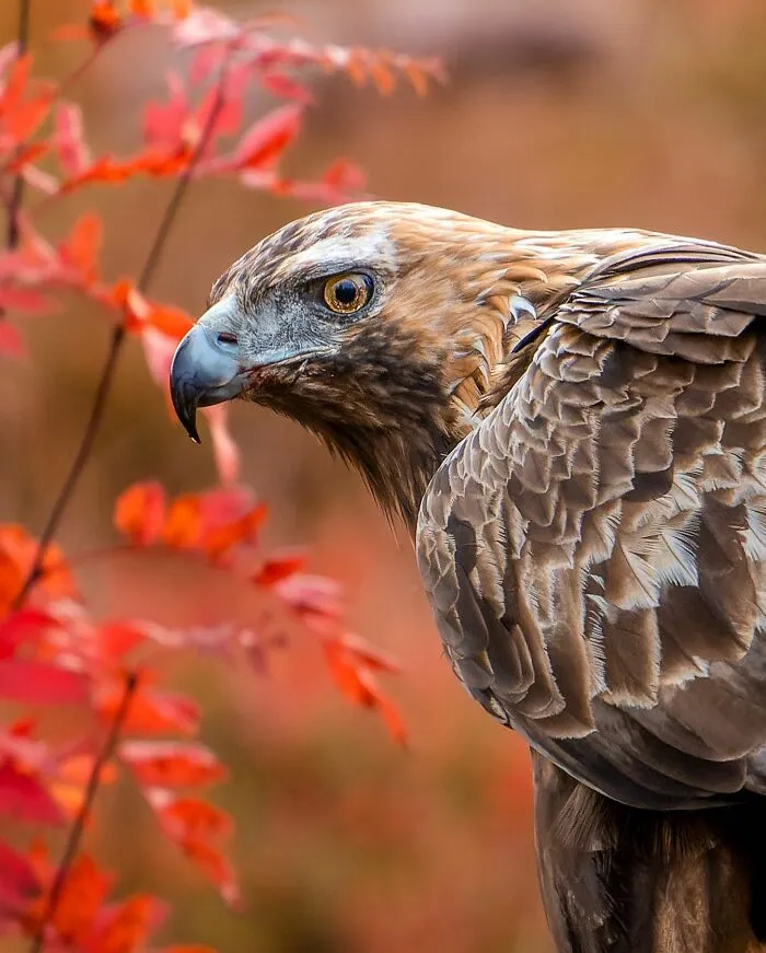 Birds Of Finland: 50 Stunning Images By Photographer Tom Nickels