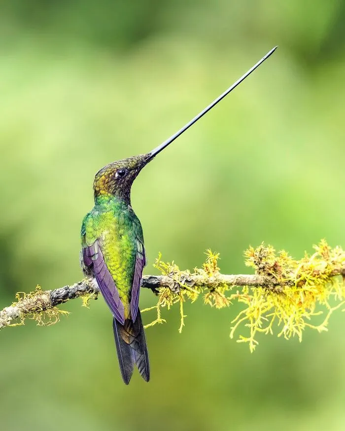 Birds Of Finland: 50 Stunning Images By Photographer Tom Nickels