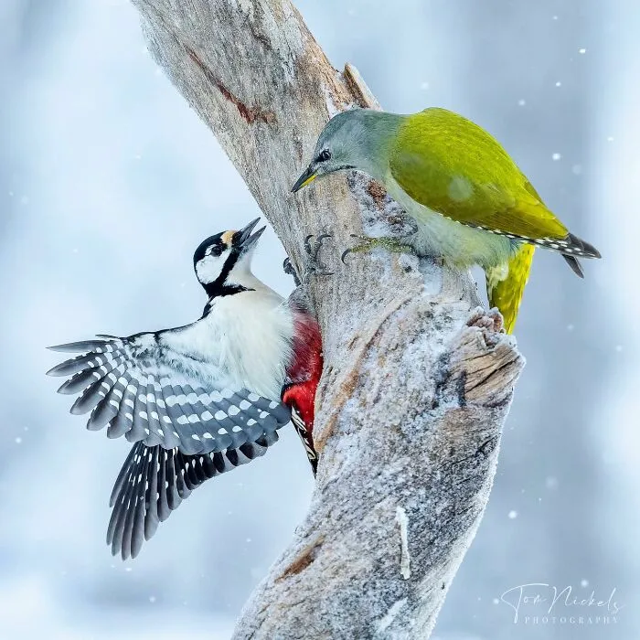 Birds Of Finland: 50 Stunning Images By Photographer Tom Nickels