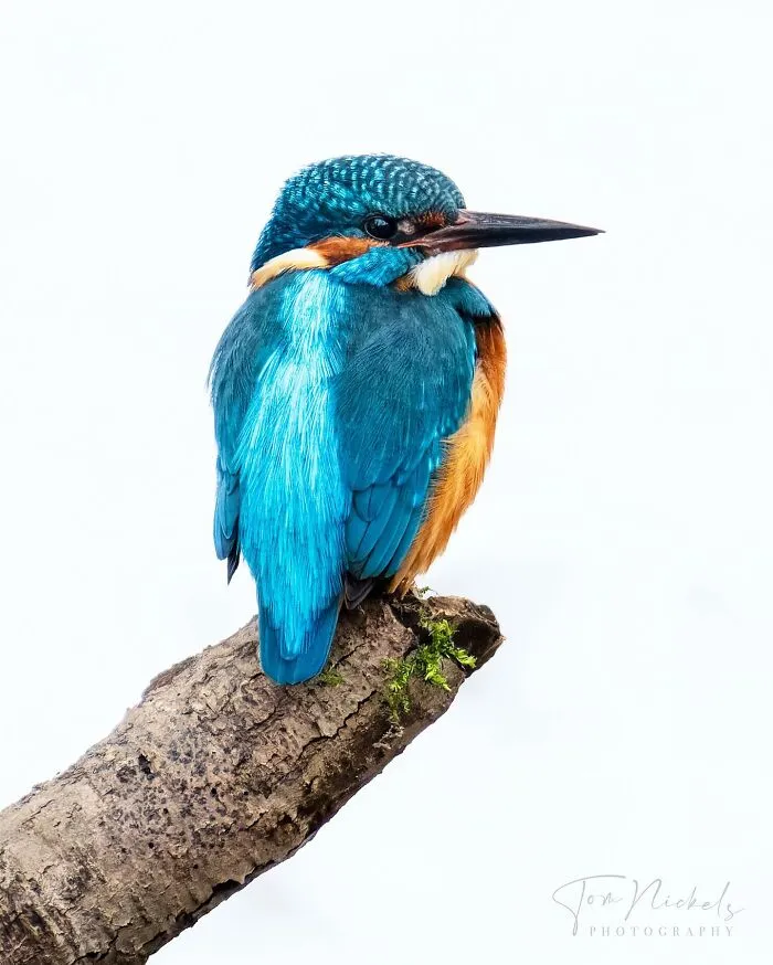 Birds Of Finland: 50 Stunning Images By Photographer Tom Nickels