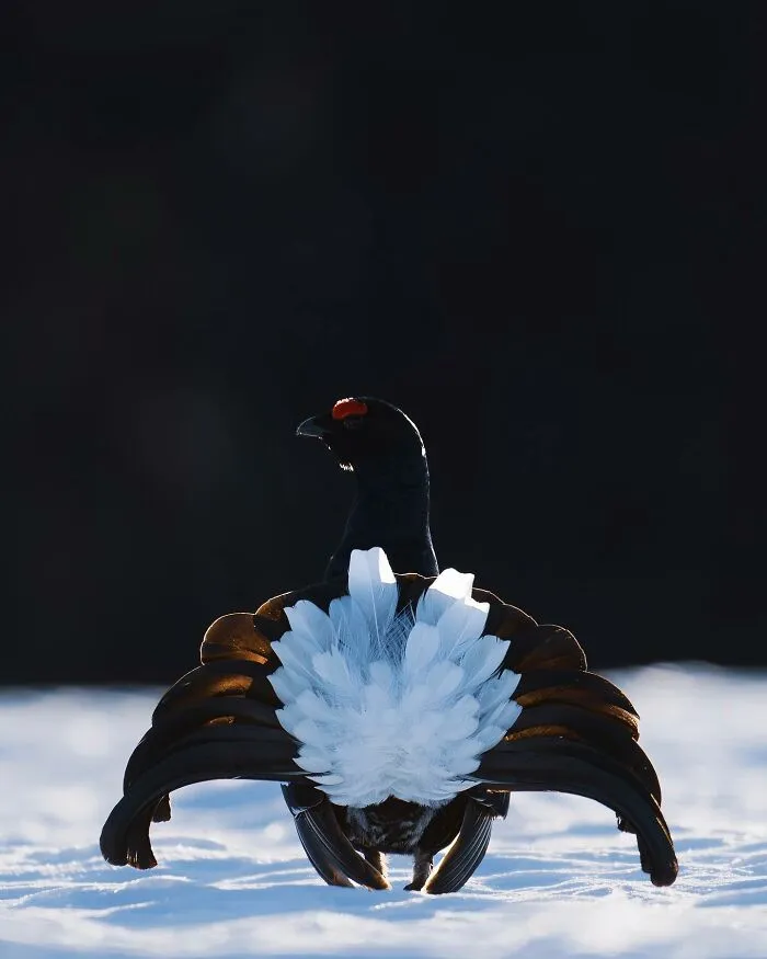 Birds Of Finland: 50 Stunning Images By Photographer Tom Nickels