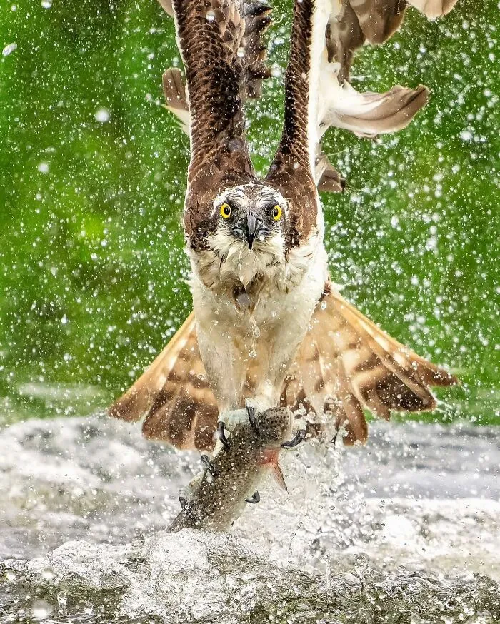 Birds Of Finland: 50 Stunning Images By Photographer Tom Nickels