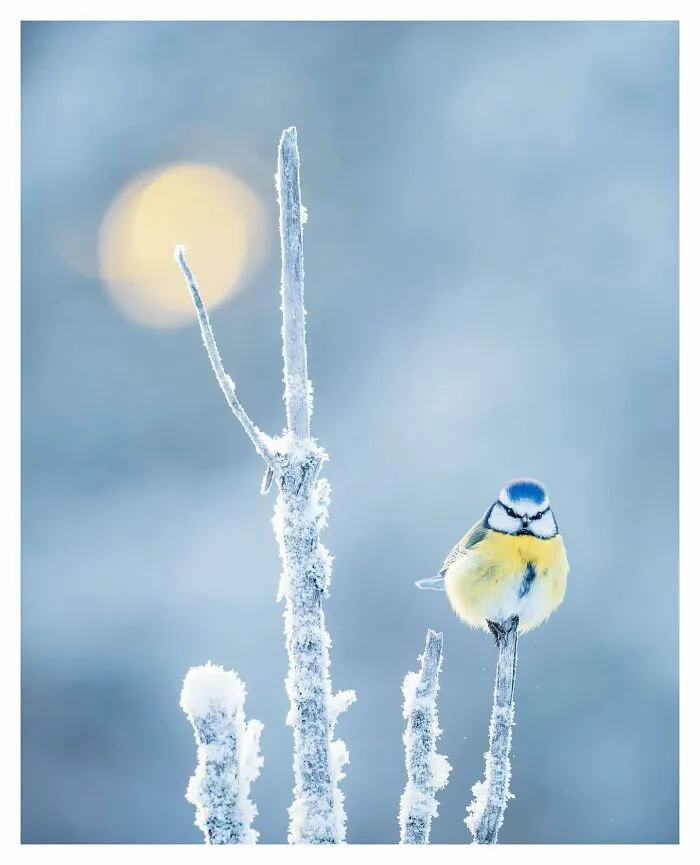 Birds Of Finland: 50 Stunning Images By Photographer Tom Nickels