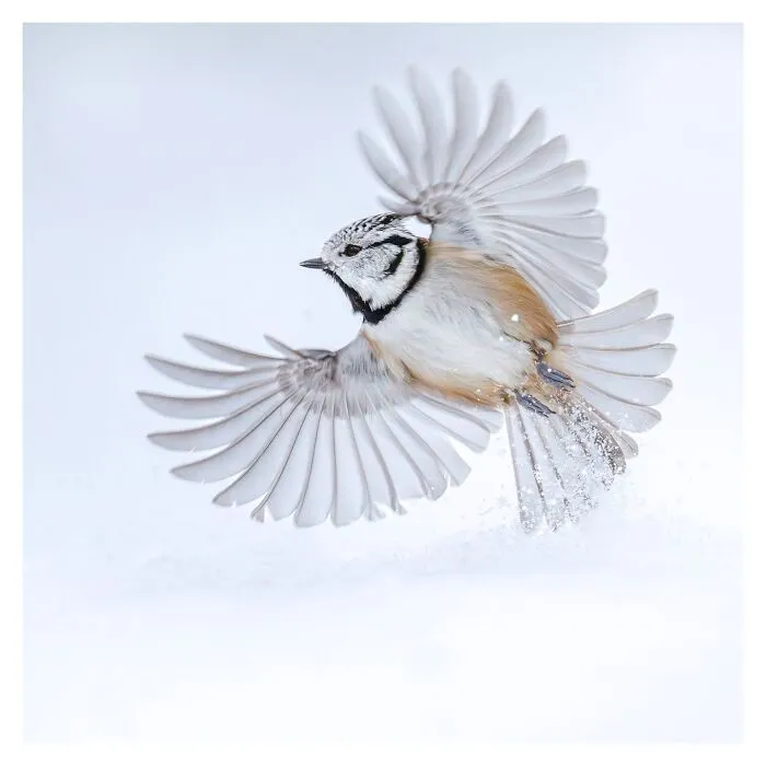 Birds Of Finland: 50 Stunning Images By Photographer Tom Nickels