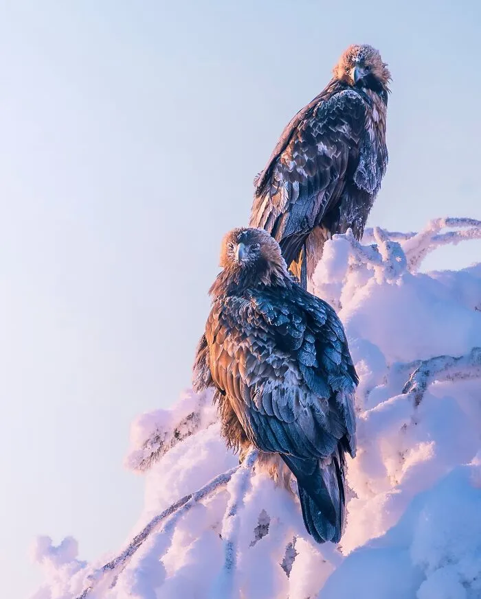 Birds Of Finland: 50 Stunning Images By Photographer Tom Nickels