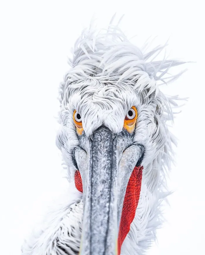 Birds Of Finland: 50 Stunning Images By Photographer Tom Nickels