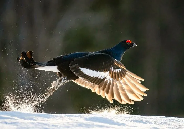 Birds Of Finland: 50 Stunning Images By Photographer Tom Nickels