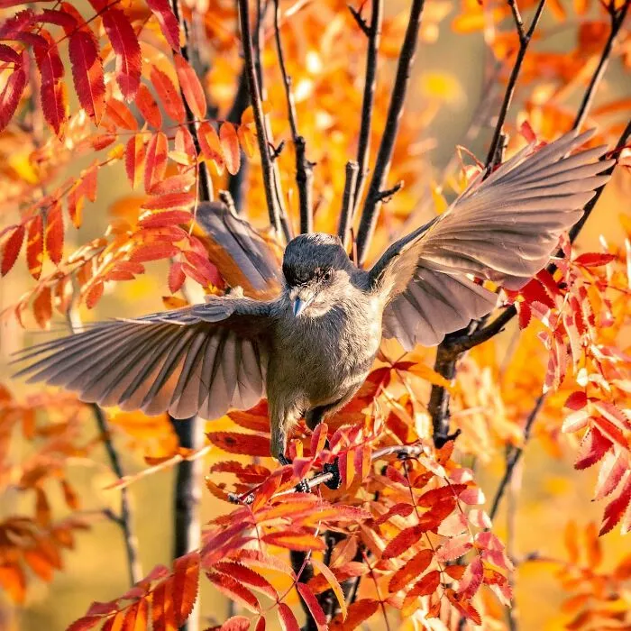 Birds Of Finland: 50 Stunning Images By Photographer Tom Nickels