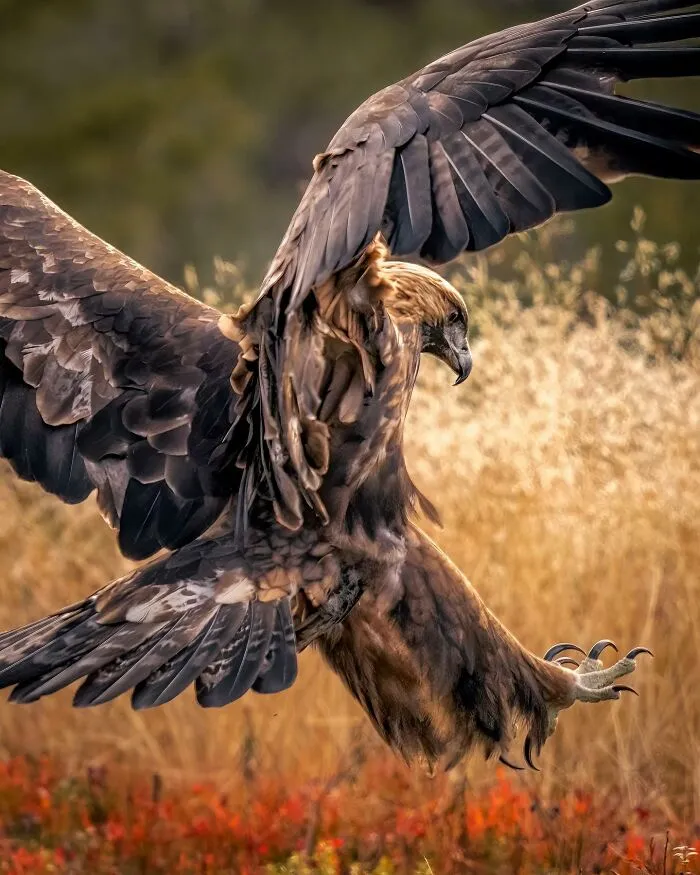 Birds Of Finland: 50 Stunning Images By Photographer Tom Nickels
