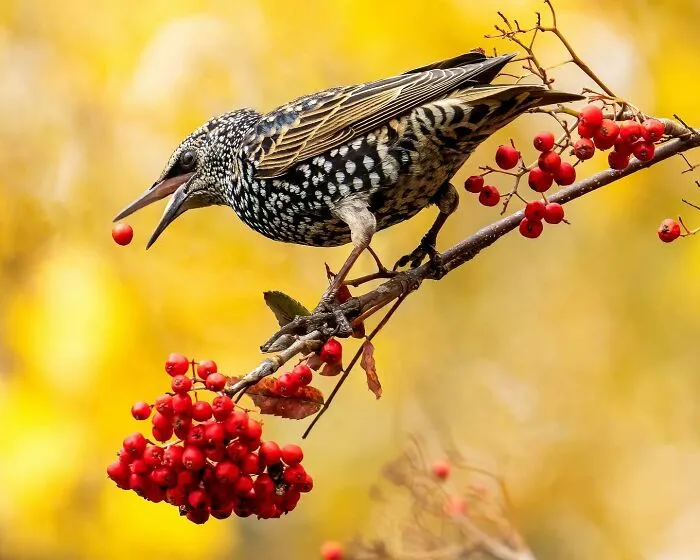 Birds Of Finland: 50 Stunning Images By Photographer Tom Nickels
