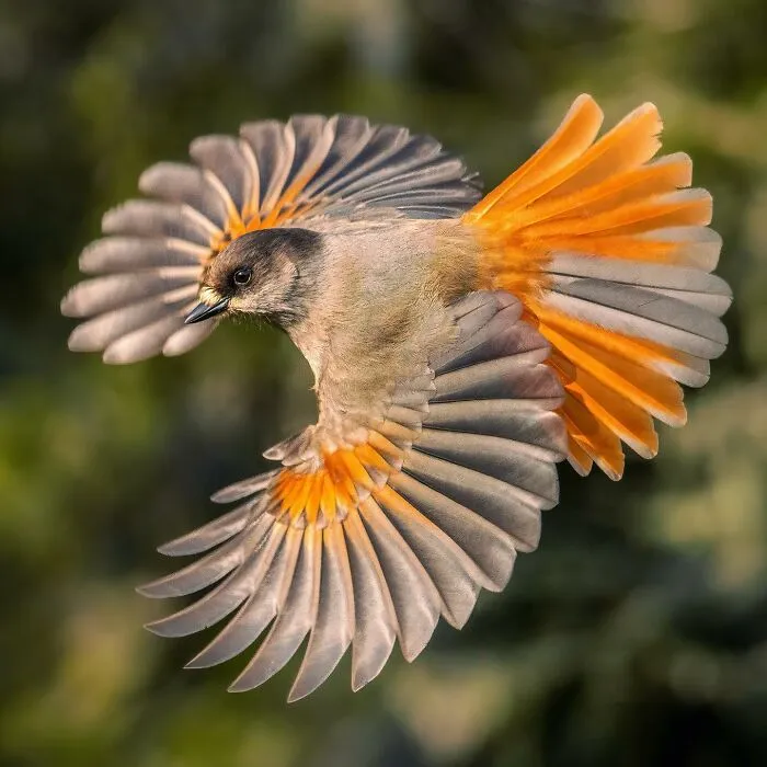 Birds Of Finland: 50 Stunning Images By Photographer Tom Nickels