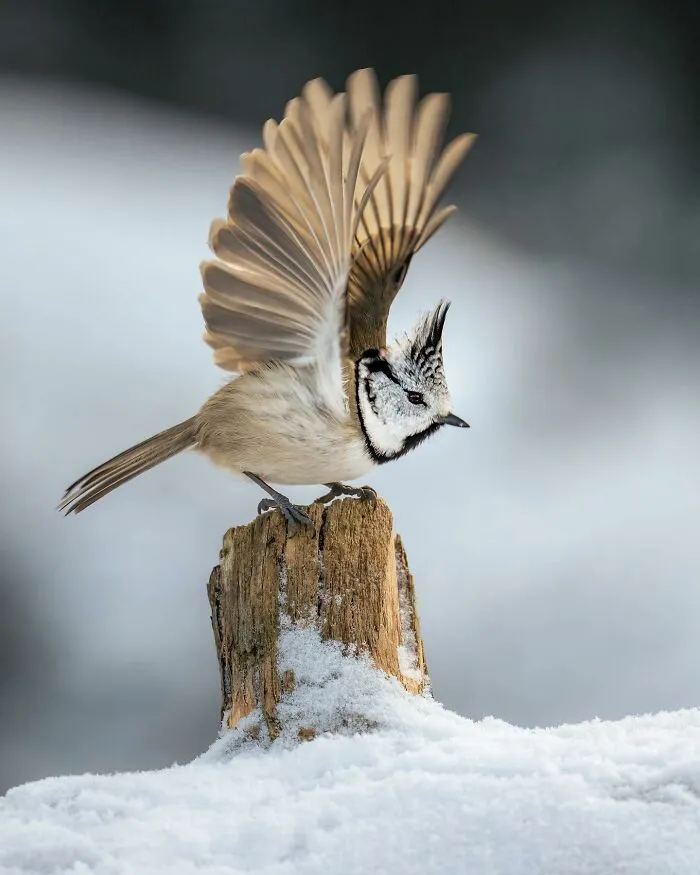 Birds Of Finland: 50 Stunning Images By Photographer Tom Nickels