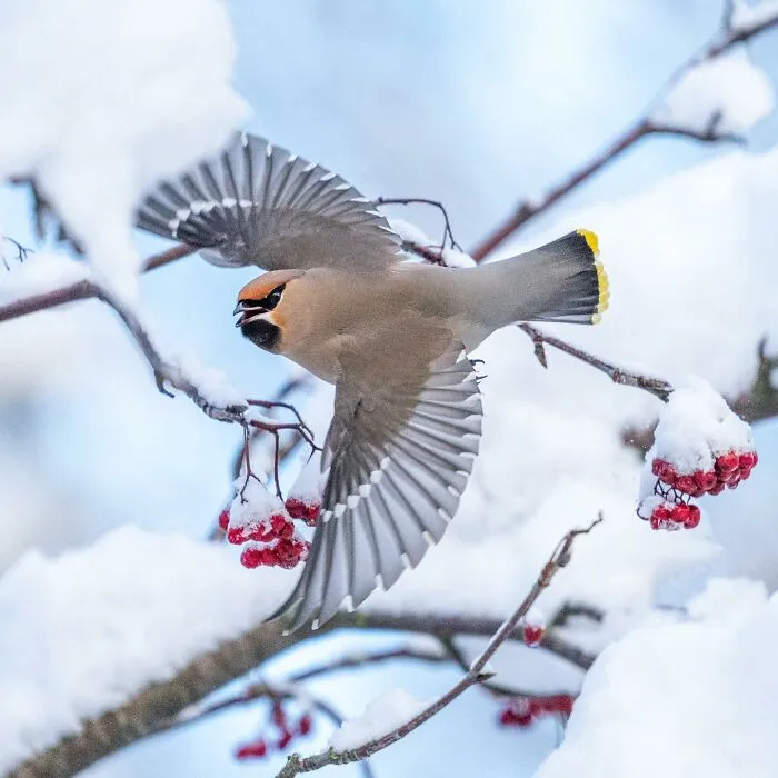 Birds Of Finland: 50 Stunning Images By Photographer Tom Nickels