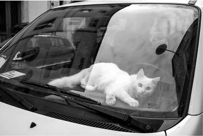 The Marvels Of Daily Life Captured In 49 Stunning Photos By Mary Crnkovic Pilas