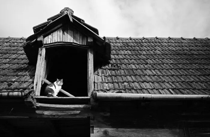 The Marvels Of Daily Life Captured In 49 Stunning Photos By Mary Crnkovic Pilas