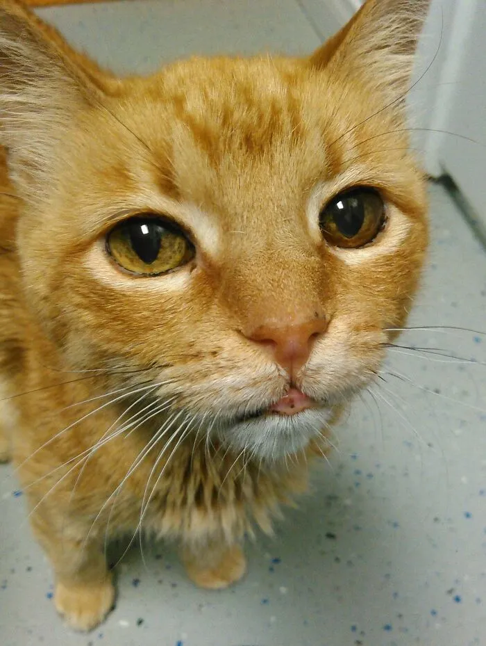 Meet 18-Year-Old Mr. Kitty, Who Got Adopted Into His Forever Home This Thanksgiving. Faith In Humanity Restored