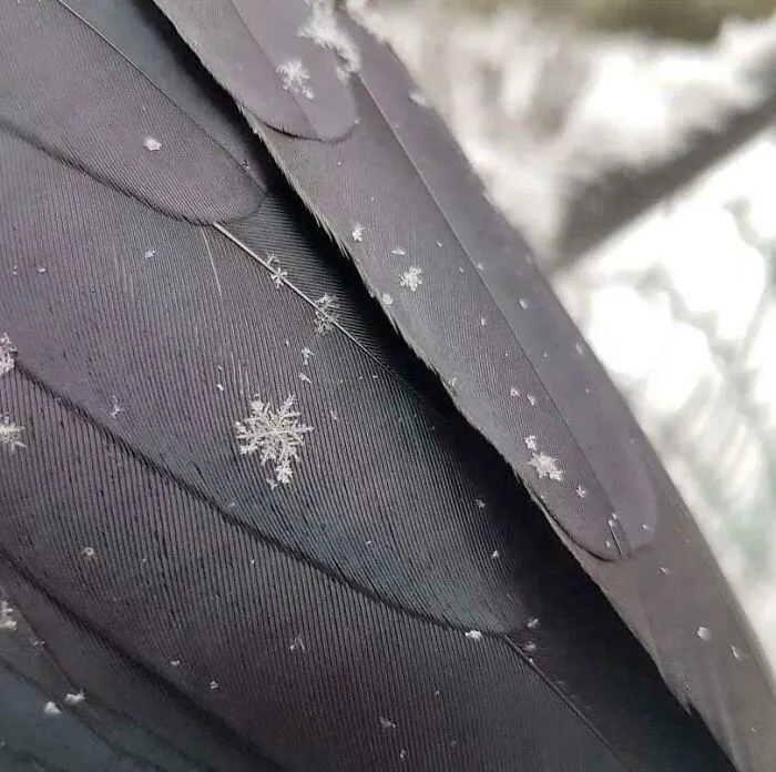 Copo de nieve en el ala de un cuervo