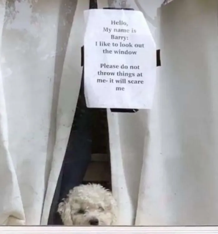 People Throwing Objects At A Dog And Scaring Him