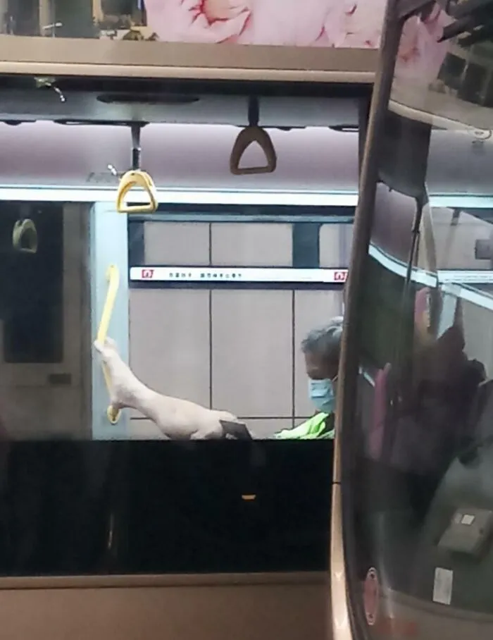 Passenger on public transport with feet up, causing discomfort to others.