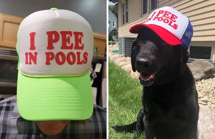 This <a Style="Display:inline;" Href="Https://Www.amazon.com/Goozler-Pools-Funny-Dare-Gift/Dp/B01f0i7kdg?ie=utf8&th=1&psc=1&linkcode=ll1&tag=bporangutan-20&linkid=bbe709c6dfc2b70d41b377049e5e1ba3&language=en_us&ref_=as_li_ss_tl" Target="_blank"><span Style="Font: Inherit; Color: #d74b1f;"> I Pee In Pools Hat</Span> Is The Perfect Way To Announce To The World That You're A Rebel Without A Cause (Or Maybe Just A Rebel Without Bladder Control)