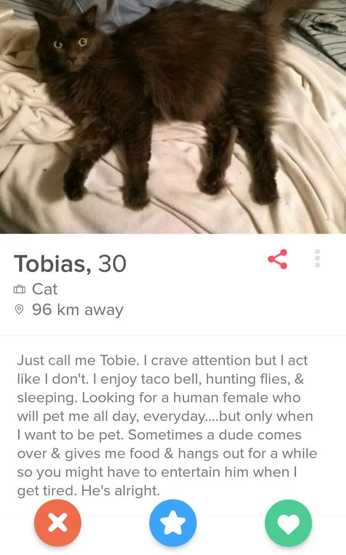 Someone Gave This Cat His Own Tinder Account