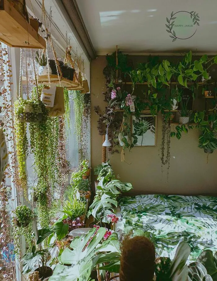 Indoor garden plants in a cozy room with hanging greenery and sunlight streaming through a window.